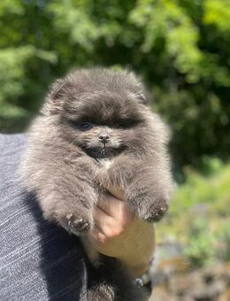 Pomeranian- Zwergspitz Welpen Sonderfarbe BLUE - Lebach