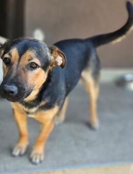 Kleiner lieber Rüde Jerry 1 Jahre - Düsseldorf