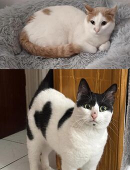 Emmy und Morphy aus dem Tierschutz - Grevenbroich