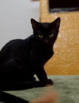 Katzenkind Salem sucht sein Zuhause! - Berlin