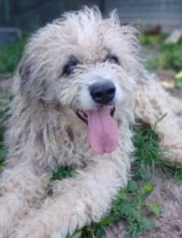 Lockenkopf Viggo - München