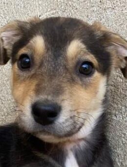 Daphne, geb. ca. 07/2025, GRIECHENLAND - Euskirchen