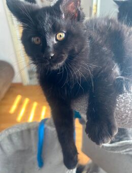 Zauberhafte Main Coon Kitten - Bad Rothenfelde