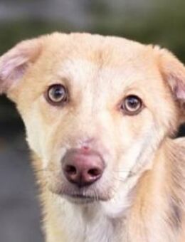 GRETCHEN-zauberhafte Jung-Hündin, 38 cm - Rösrath