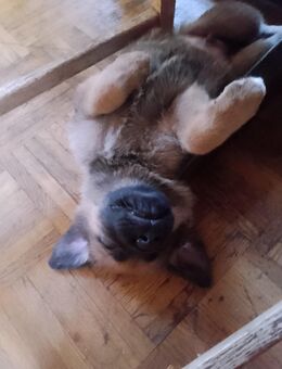 Schäferhund Neufundländer Mischlinge - Oldenburg