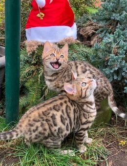 2 Bengal Kitten Mädchen Katzenbabys - Massen-Niederlausitz
