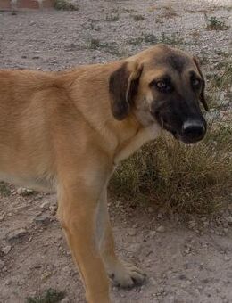 MERY sucht ihr Zuhause-Glück! - Geilenkirchen