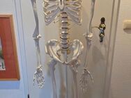 Anatomie Skelett zu verkaufen! - Braunschweig