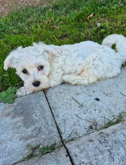 Welpen maltipoo - Neuhof (Hessen)