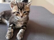 Liebevoller Kater - Köln