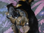 Noch 3 reinrassige chiuhuahua welpen rüden weibchen - Bad Kissingen