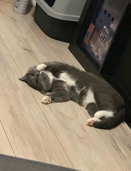 Bkh Katzen Dame - Zülpich