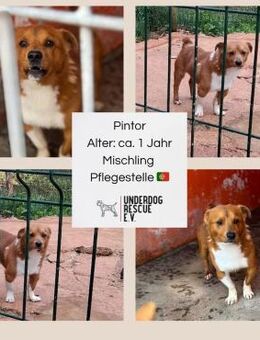 Pflege- oder Endstelle gesucht - Gevelsberg
