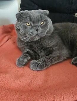 Grauer Kater - Hohenhameln