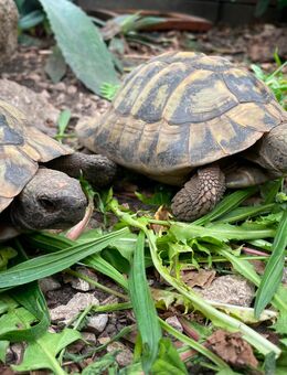 2 männliche Griechische Landschildkröten (NZ 2007) - Kippenheim