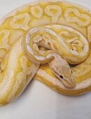 Königspython / 1.0 Coral Glow Super Pastel Cinnamon Phantom in 93158