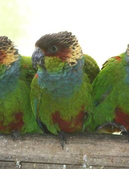 Blaulatzsittiche aus Hobbyzucht - Groß Miltzow