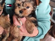 Reinrassige Yorkshire Terrier Welpen suchen ein liebevolles Zuhause - Dortmund