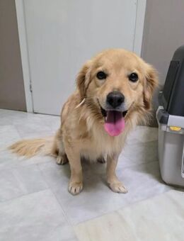 Joseph ist Everybodys Darling! - Oberhausen