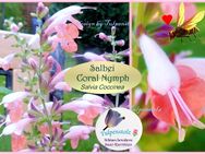 ♥ Duft Salbei,Salvia Coral Nymph rosa Samen,Garten Tulpenstolz,Salvia Coccinea,Duftpflanze,Bienenweide,Saatgut - Hamburg