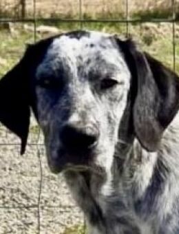 TEO - zuckersüßer Junghund - Dänischenhagen