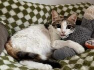 Luna - die Wandelbare - Kirchheim (München)