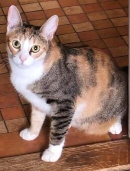 Die schöne - LOLA - möchte....... - Kempen