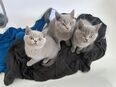 Reinrassige BKH Kitten AB SOFORT abzugeben ! in 32049