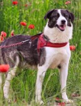 Begleitest du Siggi durch sein Leben? - München