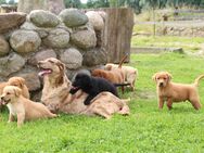 Aussiedor Welpen Labrador x Australian Shepherd - Marlow Zentrum