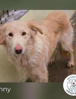 Sunny II: Sucht ein Zuhause - Kirchzell