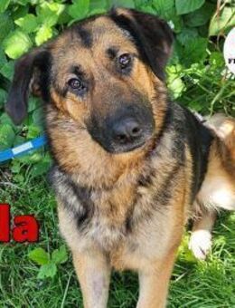 hübsche Mila sucht ihre Familie - Margetshöchheim