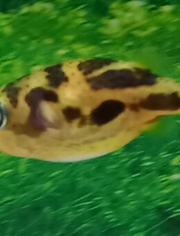 Kugelfisch Erbse - Hohenroth