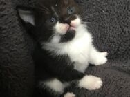 Kitten - Delmenhorst Zentrum