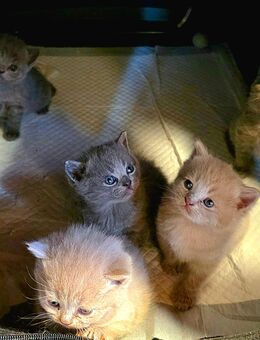 British Kurzhaar Kitten - Nobitz