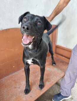 Tolle Hündin Estela - Eichenzell