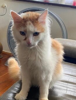 Maine Coon Mix sucht Freigang - Aldingen
