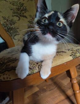 Katzen / Kitten - Teuchern