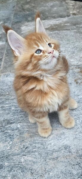 Maine coon mit Stammbaum - Euskirchen