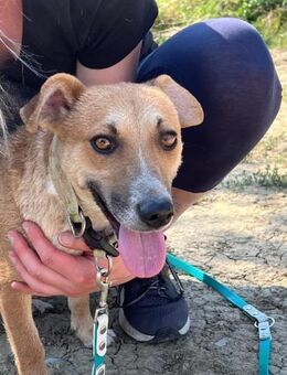 Aufgeweckte Rada sucht eine Familie! - Großefehn