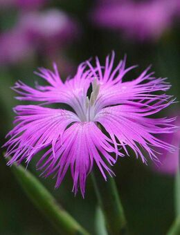 Samen PRACHT-NELKE (Dianthus superbus) heimische Wildstaude Naturgarten - Lübeck