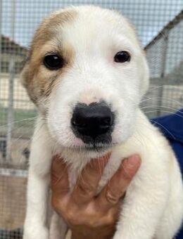 Dody wartet im städtischen Canile - Bad Vilbel