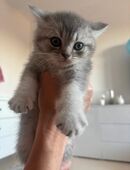 Britisch Kurzhaar Katzen in 35398