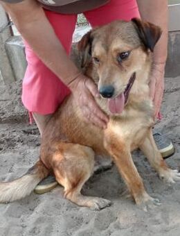 Nimer - wann darf er endlich ankommen? - Köln