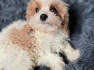 Cavapoo Welpen (Cavalier, Zwergpudel, ähnl Maltipoo) - Eschwege