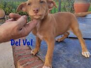 Del Val lustiger Podenco Welpe 9/24 ESP - Ruppertsecken