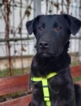 Schwarzer Goldschatz Blackie - München