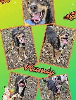 Randy hofft auf ein Zuhause - Nürnberg