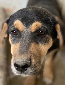 Adina, geb. ca. 11/2022, Griechenland - Markdorf