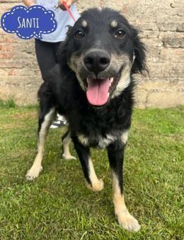 Santi ein Fröhlicher Hundebub - Flörsheim-Dalsheim